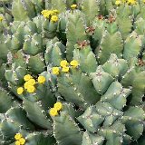 Euphorbia (Euphorbiaceae